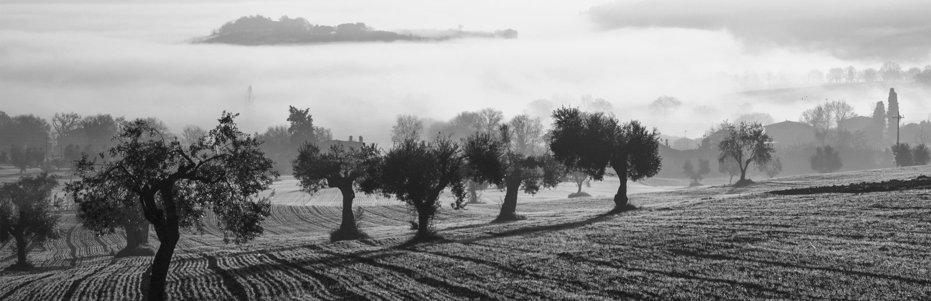 andalusian olive oil farm